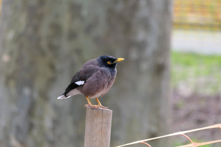 Common Myna (Acridotheres tristis) birdの写真素材