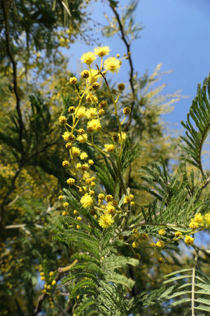 Mimosa tree with yellow flowers on a blue sky background.の写真素材