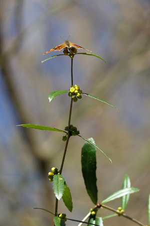 Butterfly on a flower in the spring. Macro photography.