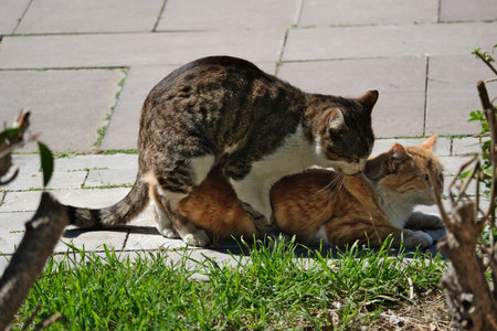 cats mating in march in the park