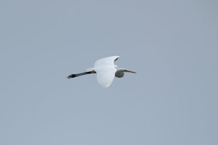 Little egret flying in the blue sky, natural habitat, nature series