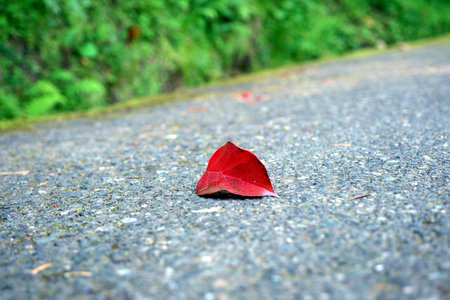 Red leaf on the road in the forest. Selective focus.の写真素材