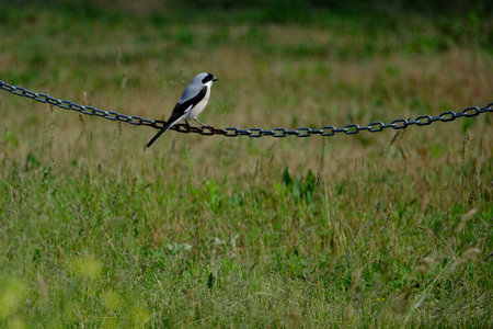 A black-backed shrike perched on a chain in a fieldの写真素材