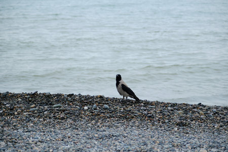 crow on the pebble beach by the seaの写真素材