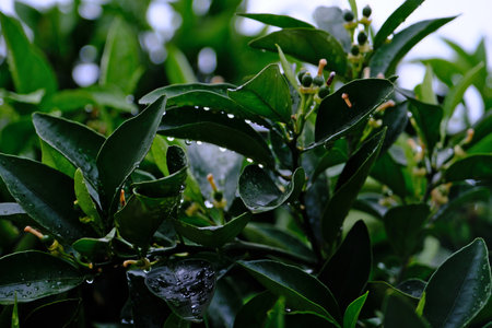 Bergamot tree with green leaves and water droplets.の写真素材