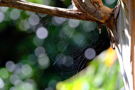 spider web on tree in the garden with bokeh background