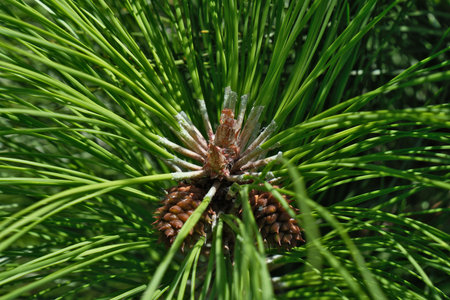 Pine tree with cones, close-up. Nature background.