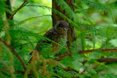 Bird on a branch in the forest, close-up, selective focusの写真素材