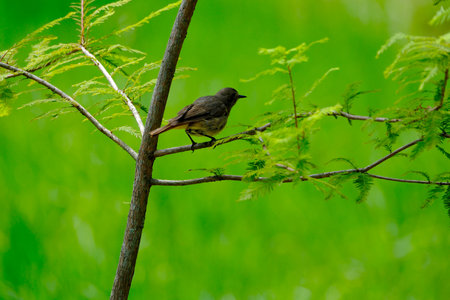 Bird on a branch of a tree with green background. Bird in nature.の写真素材