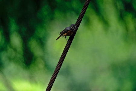 Black Redstart on a wireの写真素材