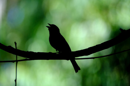 Silhouette of a bird on a branch with bokeh backgroundの写真素材