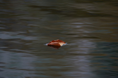 Autumn leaf floating in the water. Shallow depth of fieldの写真素材