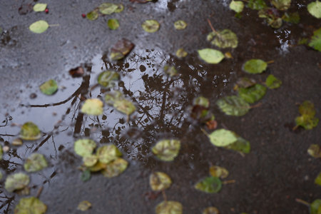 Fallen leaves in a puddle after rain. Selective focus.