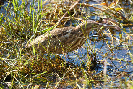 Little bittern in the swamp in the spring. Small bitter