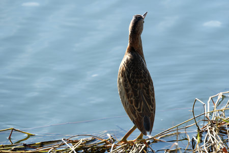 Little Bittern (Ardeola bitterna) in the nature habitat