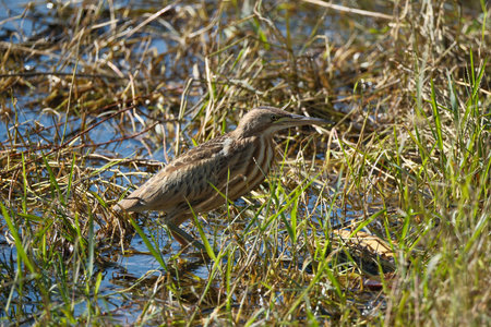 Little Bittern (Ardeola bitterna) in the swamp