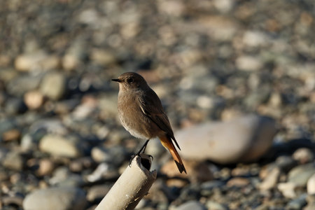 Black redstart (Phoenicurus ochruros)