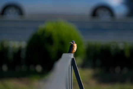 Kingfisher perched on a railing in the park of the cityの写真素材