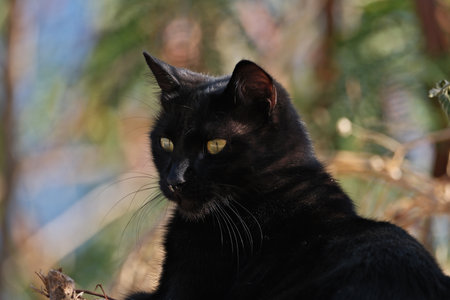 Black cat on a tree in the shade of a palm tree.