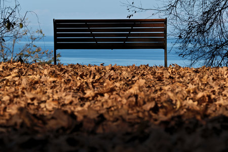 Bench in the park with fallen leaves. Selective focus. Nature.の写真素材