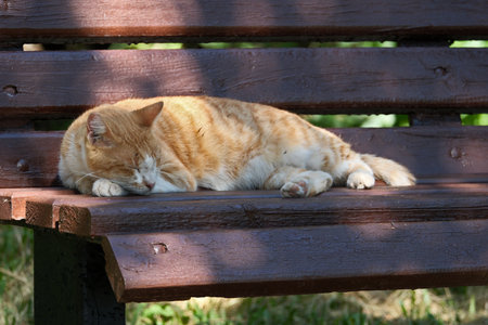 Ginger cat sleeping on a bench in the park. Summer.の写真素材