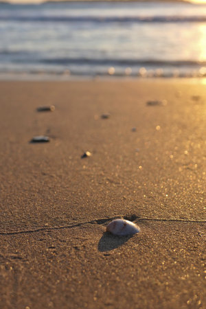 Shells on the beach at sunset. Selective focus and shallow depth of field.