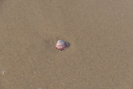 Seashell on the beach. Selective focus. nature.