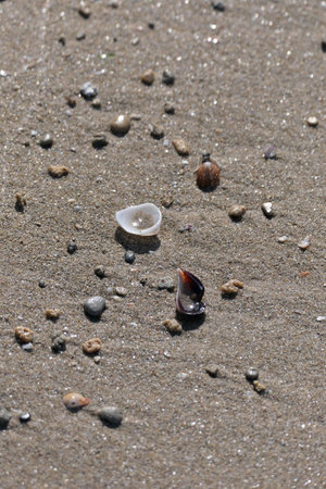 seashells on the sand of the beach in the summer