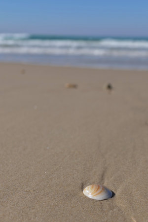 Seashells on a sandy beach in front of the sea