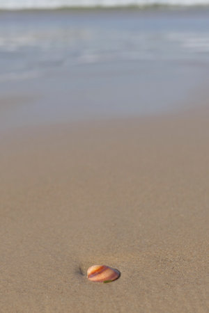 seashell on the beach, shallow depth of field, shallow DOFの写真素材
