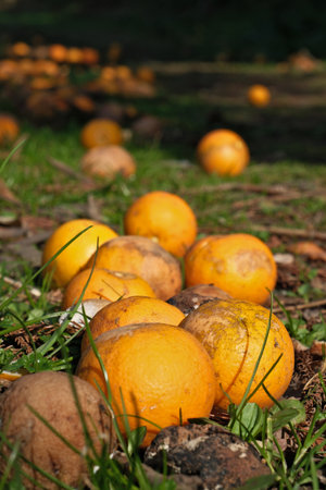 Orange fruits on the ground in the garden. Mandarin orange. Selective focus.