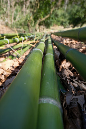 Bamboo plantation in the forest, close up of bamboo trunks. Bamboo trunks lying on the groundの写真素材