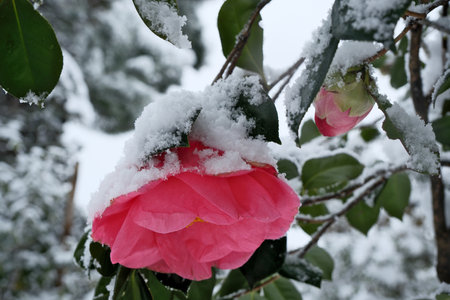 Camellia flower in the snow, closeup of photoの写真素材