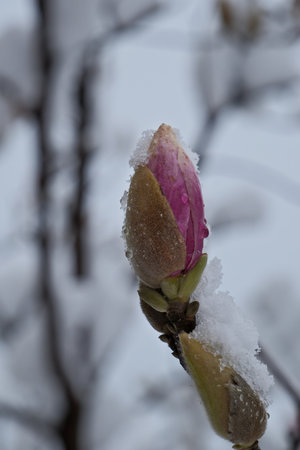 Magnolia flowers in the snow on a background of winter landscape.の写真素材