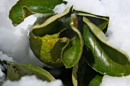 Green tangerine on the snow in winter, close-up. Green tangerine with leaves in the snow.の写真素材