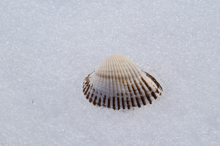 Sea shell on the snow background. Close-up view.