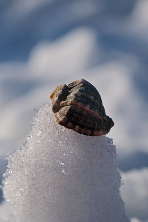 Seashell in the snow on a background of blue sky.