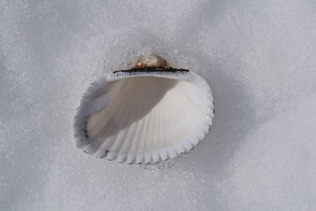 White seashell on the snow. Close-up of a shell.