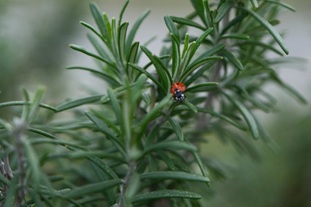 Ladybug on a rosemary branch in the garden. Macro.