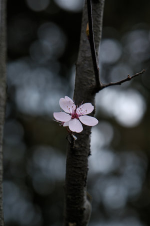 cherry plum (Prunus cerasifera) blossom in spring, close-up of the flowerの写真素材