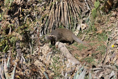 Mongoose on the ground in the middle of the vegetation.