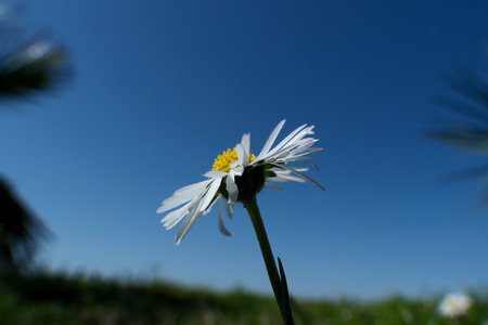 White daisies on the background of blue sky and green grassの写真素材