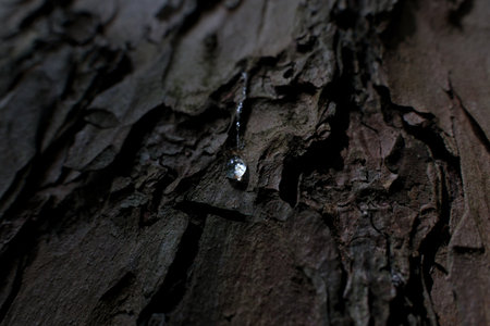 Drop of resin on the bark of an old tree in the forest. Macro photo of tree bark with resin on it.の写真素材