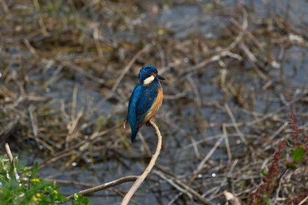 Kingfisher bird on the shore of the river in summer.の写真素材