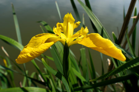 Yellow iris flower on the background of the river and green grassの写真素材