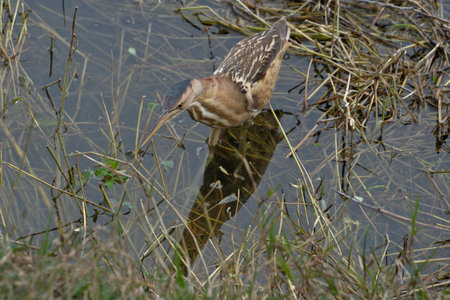 Little bittern (Ardeola bitterna) in natural habitat