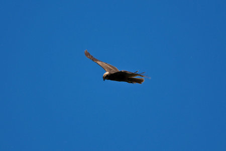 black kite flying in the sky, bird in natural conditions