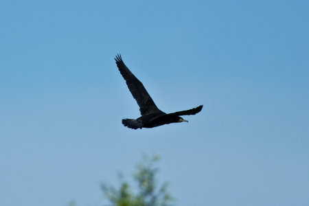 Great cormorant flying in the blue sky, nature series