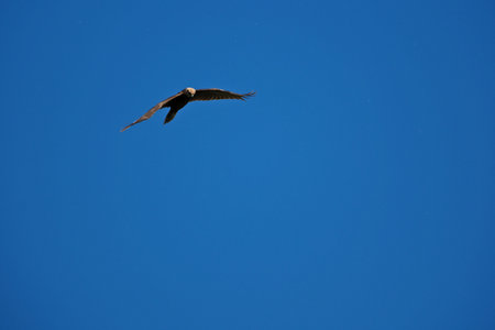 black kite flying in the sky, bird in natural conditions