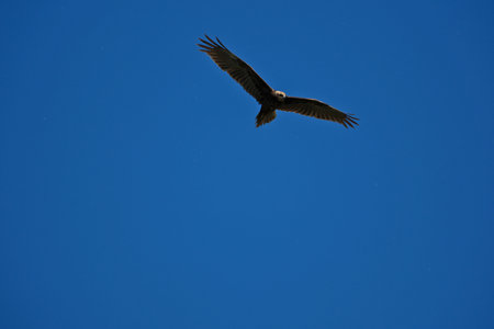 A black kite in flight with a blue sky in the background